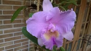 Rhyncholaeliocattleya Turandot