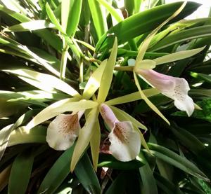 Brassocattleya Brazil