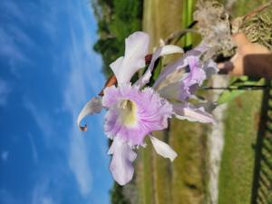 Rhyncholaeliocattleya Digbyano-Purpurata