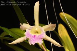 Rhyncholaeliocattleya Digbyano-Purpurata