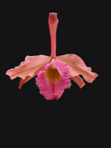 Rhyncholaeliocattleya Digbyano-Purpurata