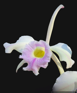 Rhyncholaeliocattleya Digbyano-Purpurata