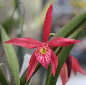 Brassocattleya Edna