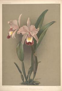 Cattleya Ballantiniana