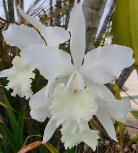Cattleya Carol Ackerson