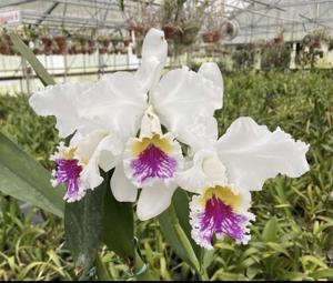 Cattleya Catherson Enid