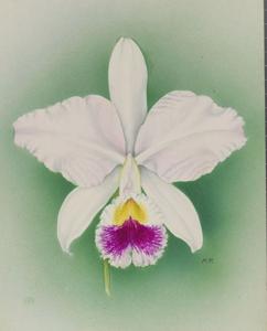 Cattleya Cybele