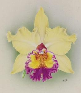 Cattleya Diana