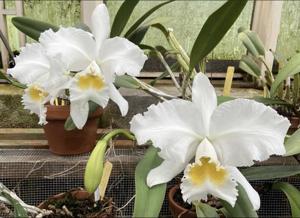 Cattleya Easter Glory