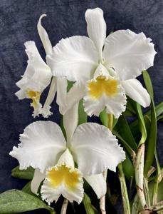 Cattleya Easter Glory