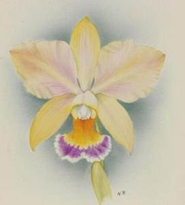 Cattleya Iridescens