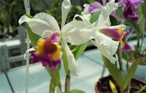 Cattleya Kienastiana