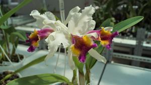 Cattleya Kienastiana