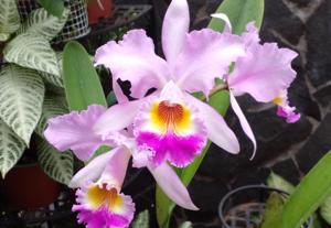 Cattleya Lord Rothschild