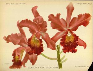 Cattlianthe Mantinii