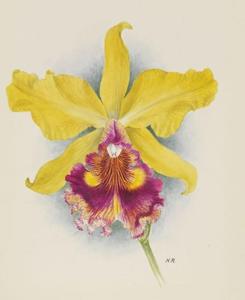 Cattleya Maroni