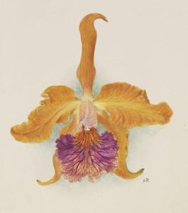 Cattleya Maroni