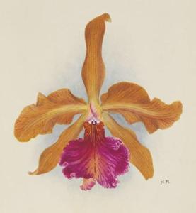 Cattleya Maroni