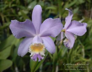 Cattleya Minucia