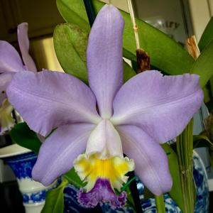 Cattleya Mrs. Herbert Greaves