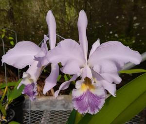 Cattleya Oenone