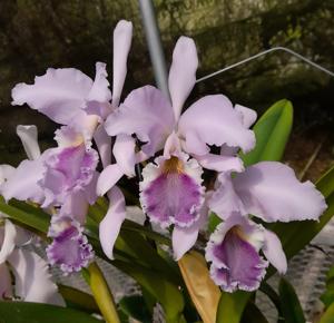 Cattleya Oenone