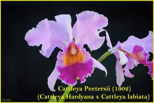 Cattleya Peetersii