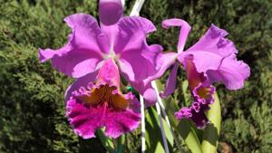 Cattleya Peetersii