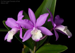 <i>Cattlianthe</i> Pink Angel