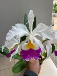 Cattleya Sir Walter Scott