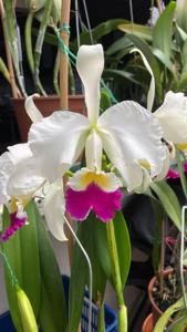 Cattleya Sir Walter Scott