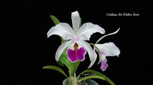 Cattleya Sir Walter Scott