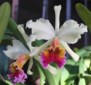 Cattleya Triumphans