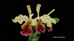 Cattleya Triumphans