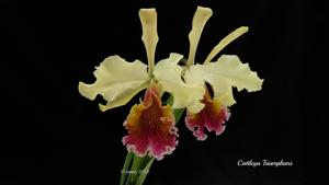 Cattleya Triumphans