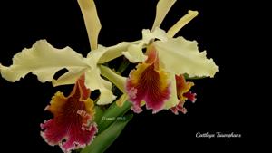 Cattleya Triumphans