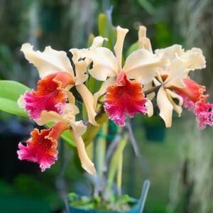 Cattleya Triumphans