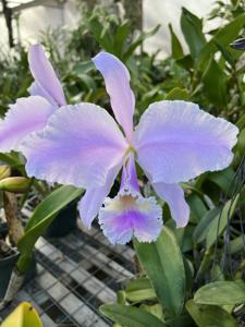 Cattleya Veriflora