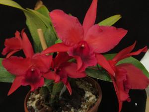 Cattlianthe Warpaint