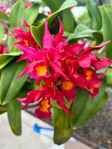 Cattlianthe Warpaint