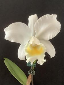 Cattleya White Christmas