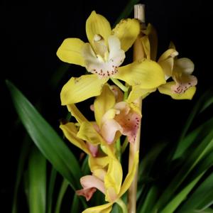 Cymbidium Astronaut