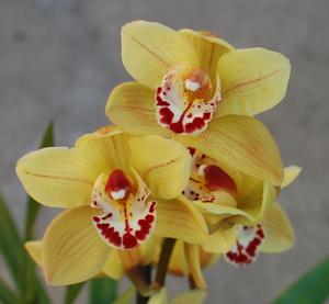 Cymbidium Bagdemagus