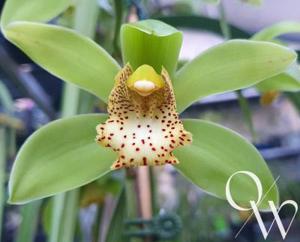 Cymbidium Coningsbyanum