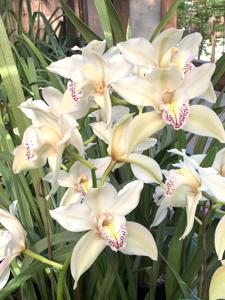 Cymbidium Fort Knox