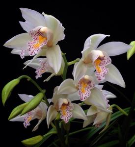 Cymbidium Gottianum