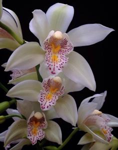 Cymbidium Gottianum