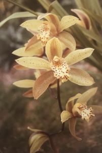 Cymbidium Grand Monarch