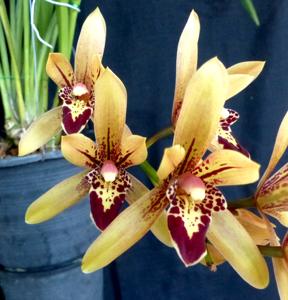 Cymbidium Lilliput