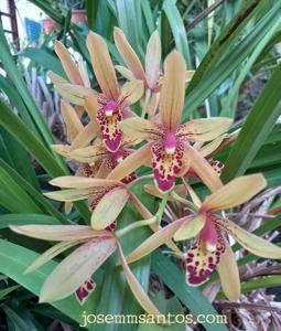 Cymbidium Lilliput